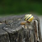 Baum stumpf, Schnecke scharf