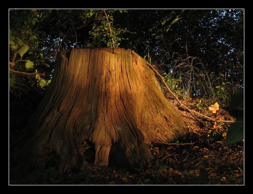 (Baum-) stumpfsinnig