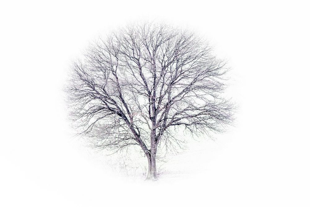 Baum s/w Foto & Bild rendering, landschaftsrendering, schwarz/weiß