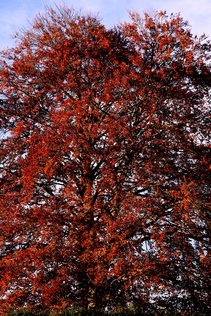 Baum trägt rotes Kleid