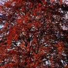 Baum trägt rotes Kleid