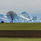 Baum trifft Berg