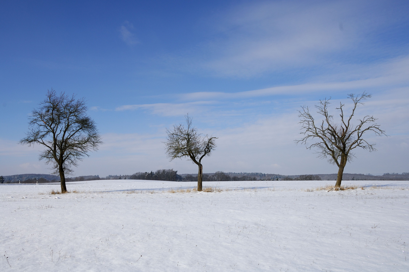 Baum-Trio im Winter