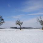 Baum-Trio im Winter
