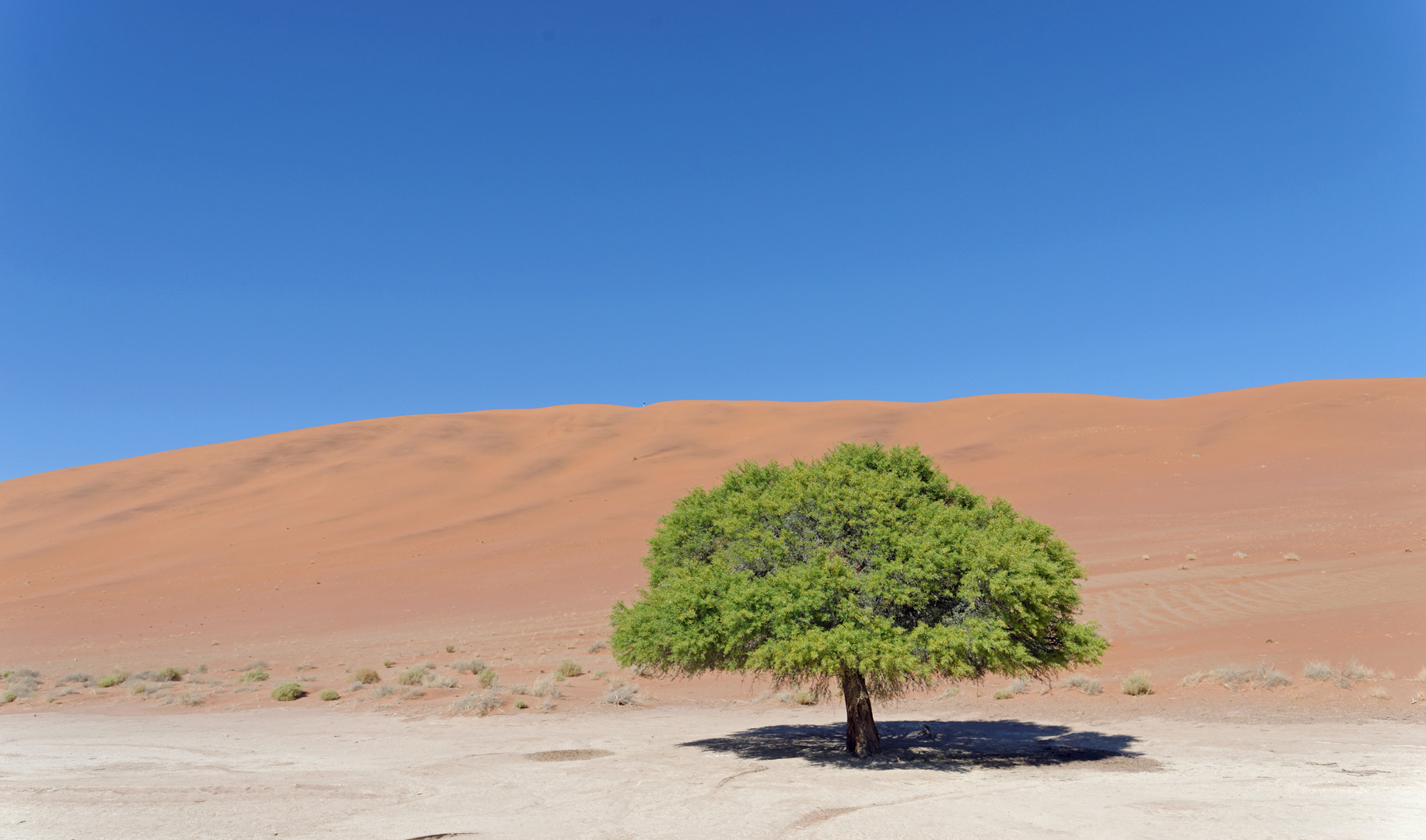 Baum trotzt Wüste