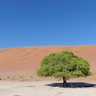 Baum trotzt Wüste