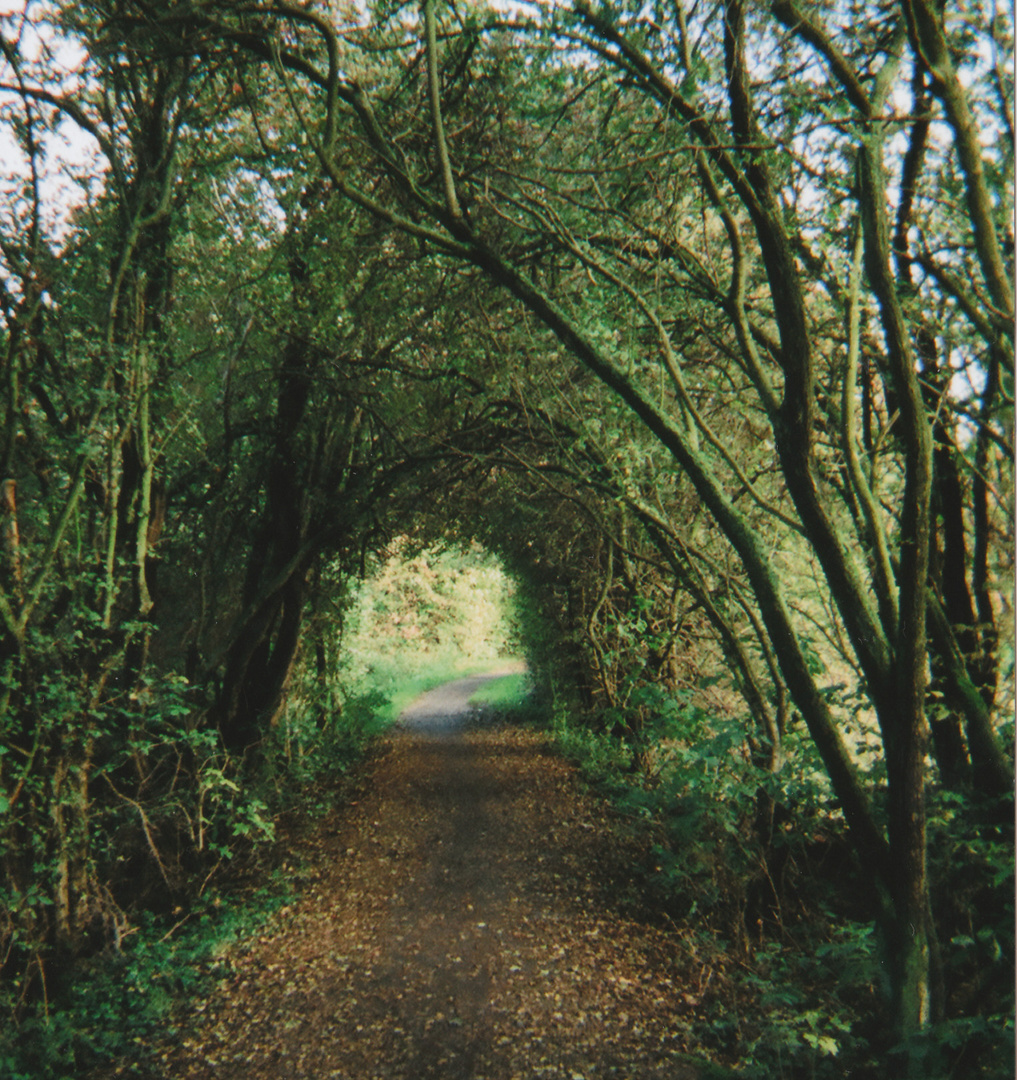 Baum-Tunnel