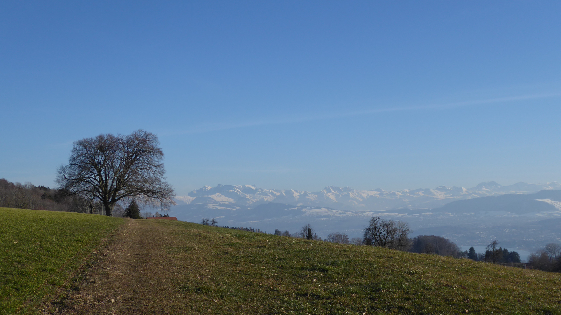 baum u alpen