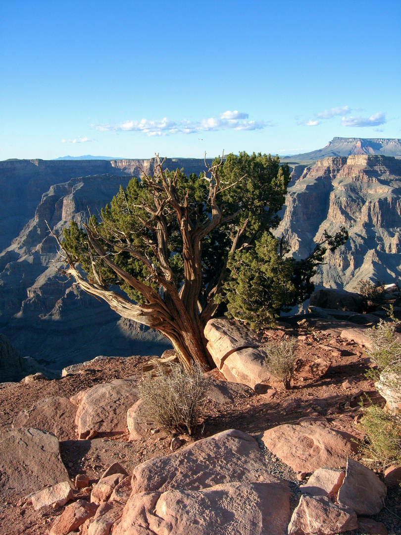 Baum über dem Grand Canyon / Arizona