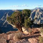 Baum über dem Grand Canyon / Arizona