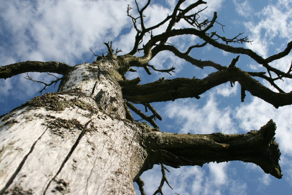 Baum über dem Mälaren