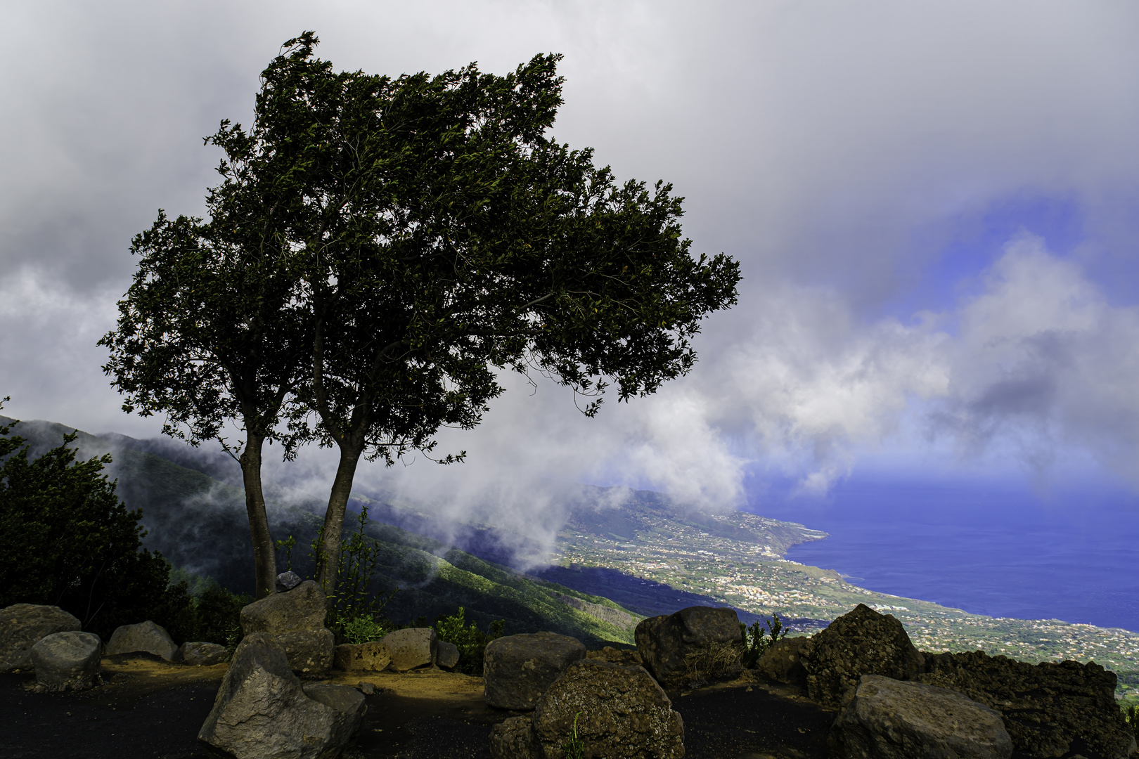 Baum über dem Meer