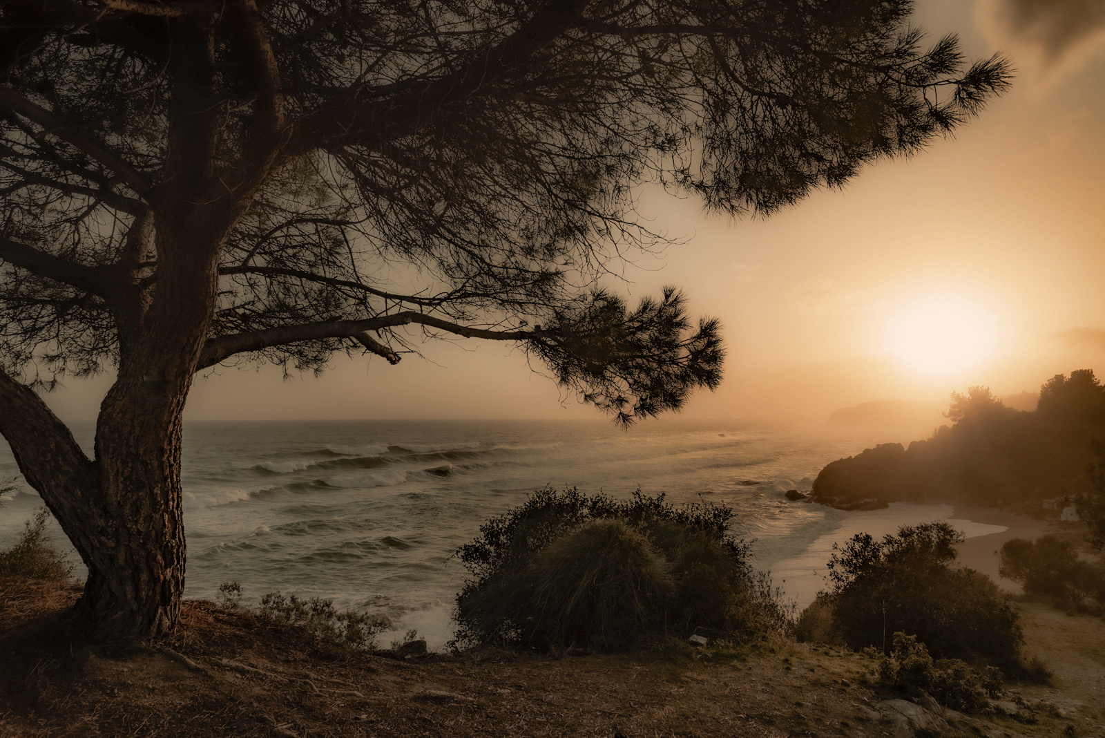 Baum über den Strand