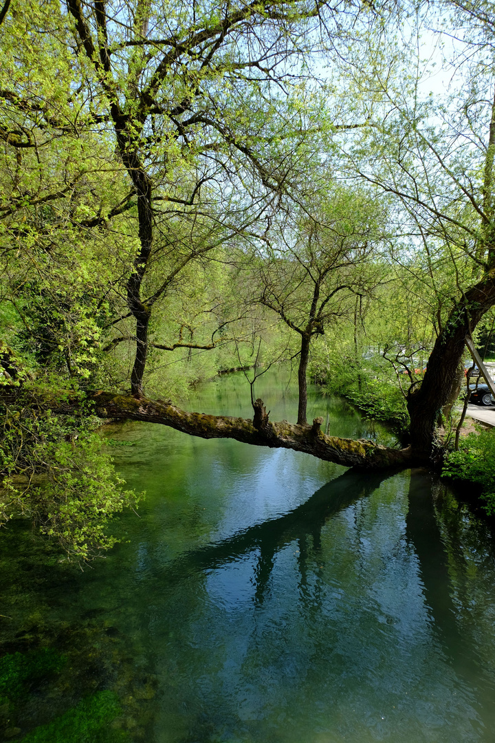 Baum über die Blau