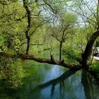 Baum über die Blau