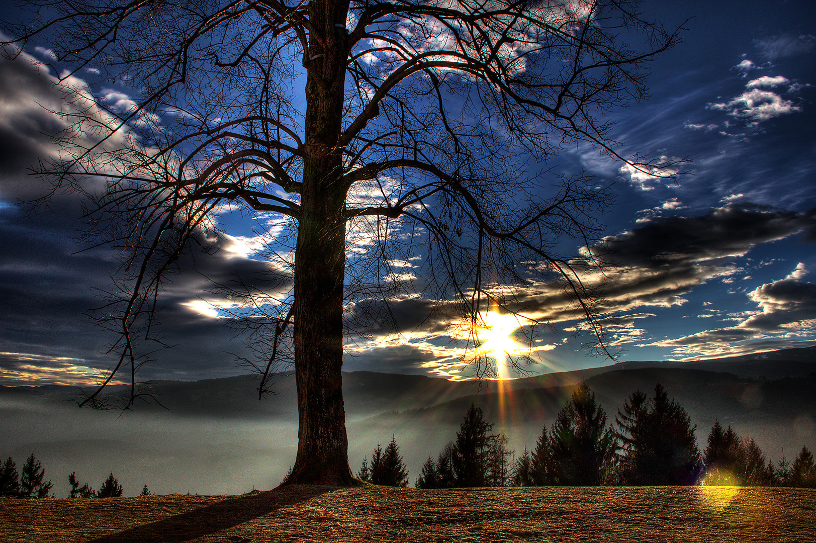 Baum über Nebeldecke