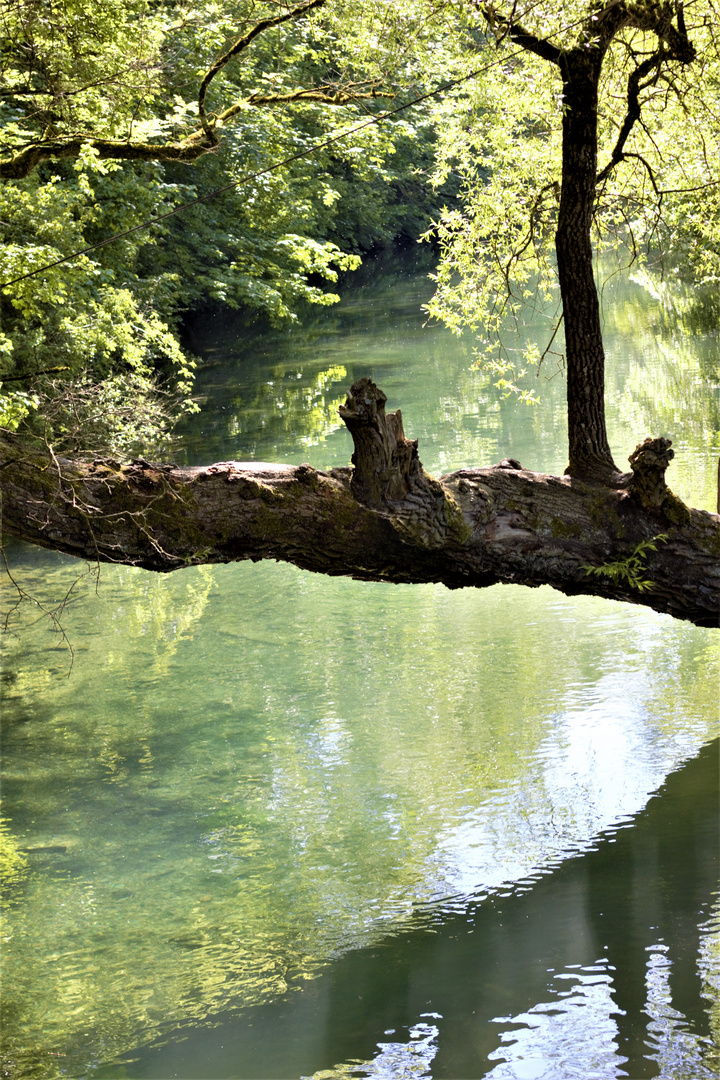 Baum über Wasser