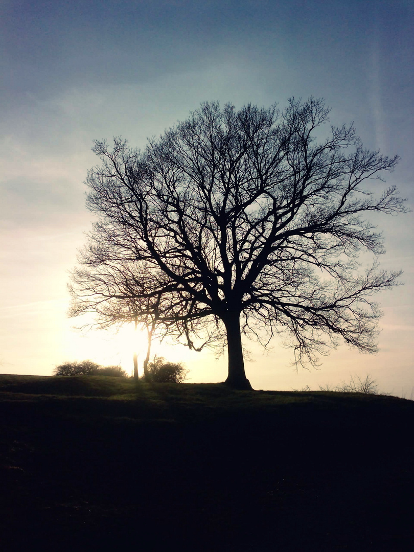 Baum. überragend.