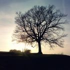 Baum. überragend.