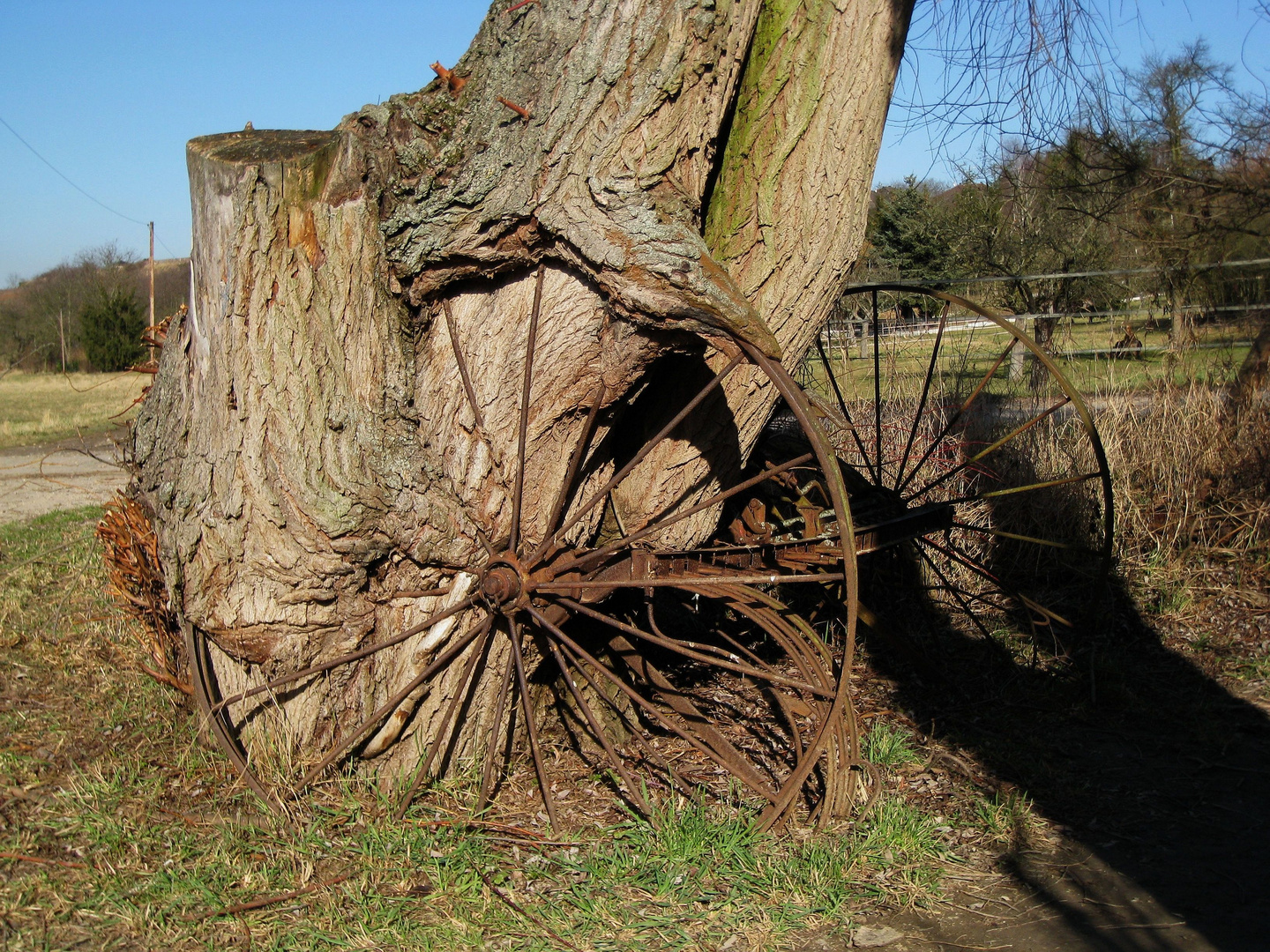 Baum überwuchert Ackergerät