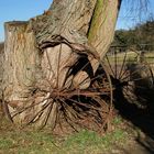 Baum überwuchert Ackergerät