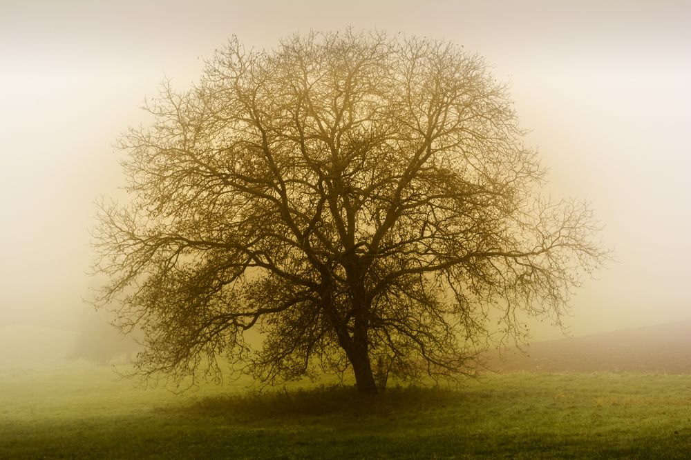 Baum umhüllt im Herbstnebel