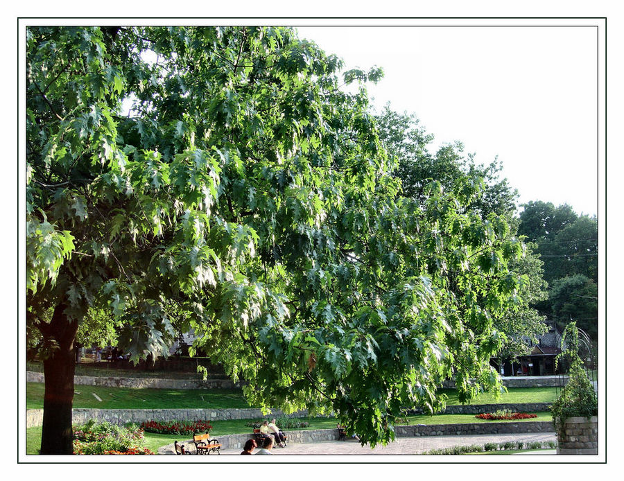 Baum Unbekannt..........