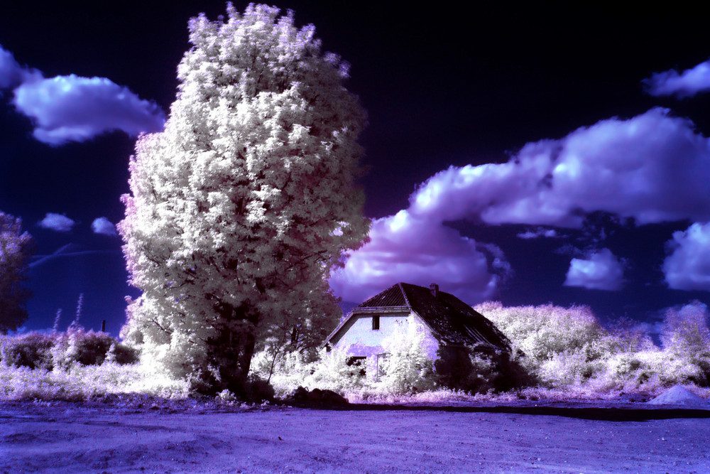 Baum und Abruchhaus bei Düsseldorf