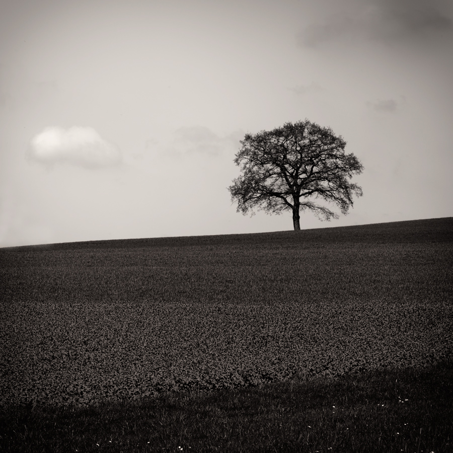 baum und acker