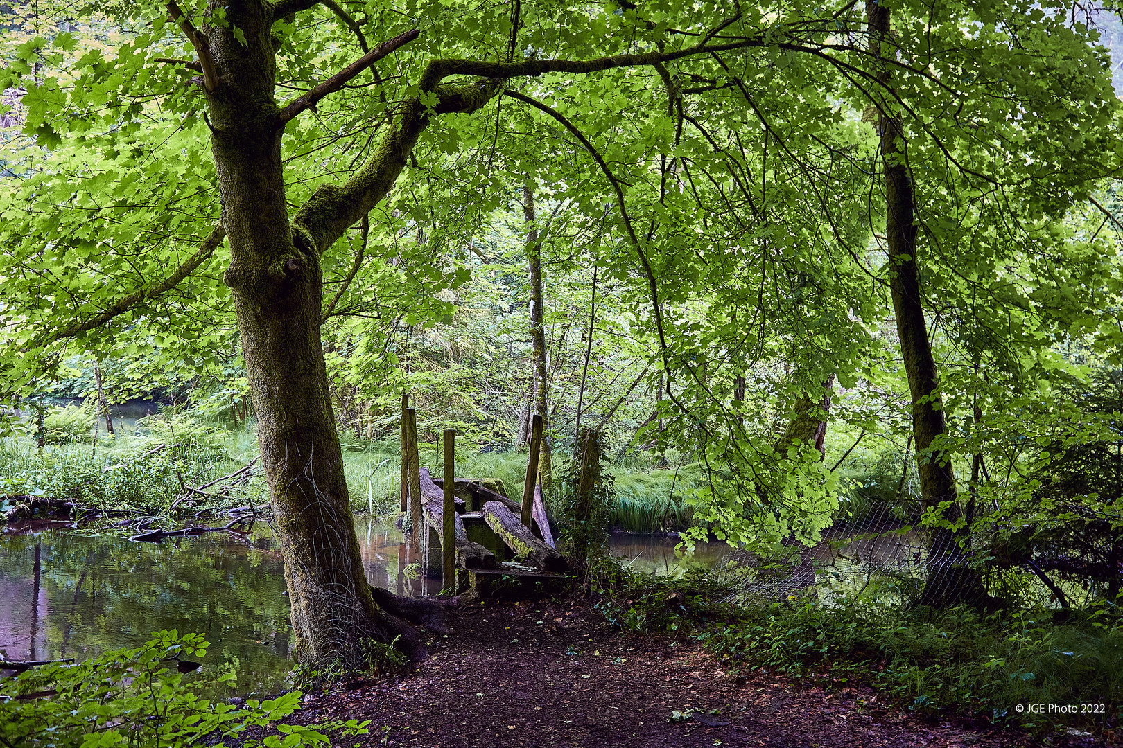 Baum und alte Brücke an der Moosalbe