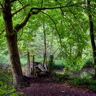 Baum und alte Brücke an der Moosalbe