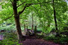 Baum und alte Brücke an der Moosalbe