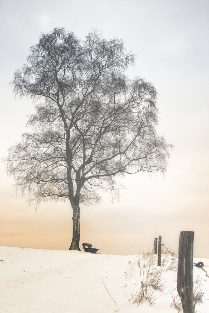 Baum und Bank im Nebel