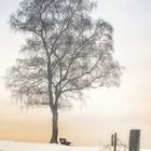 Baum und Bank im Nebel