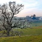 Baum und Bauern