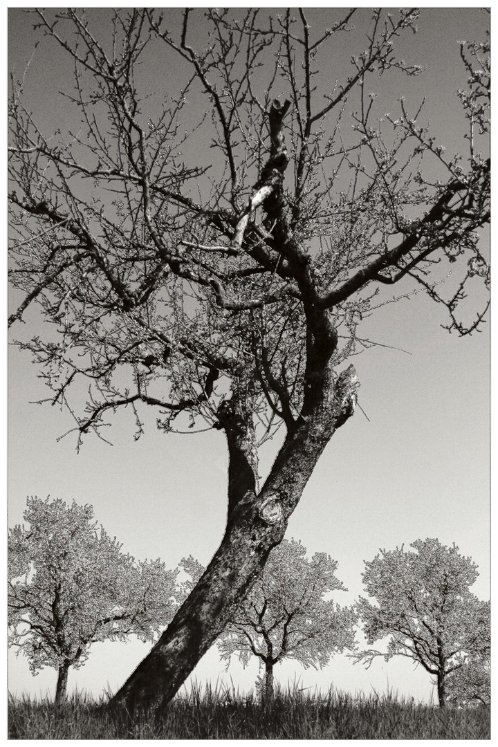 Baum und Baumgruppe (s/w)