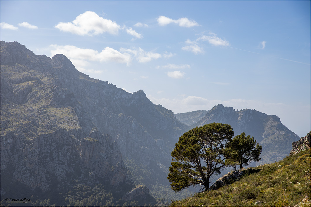 Baum und Berg