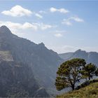 Baum und Berg