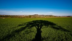 Baum und Berge