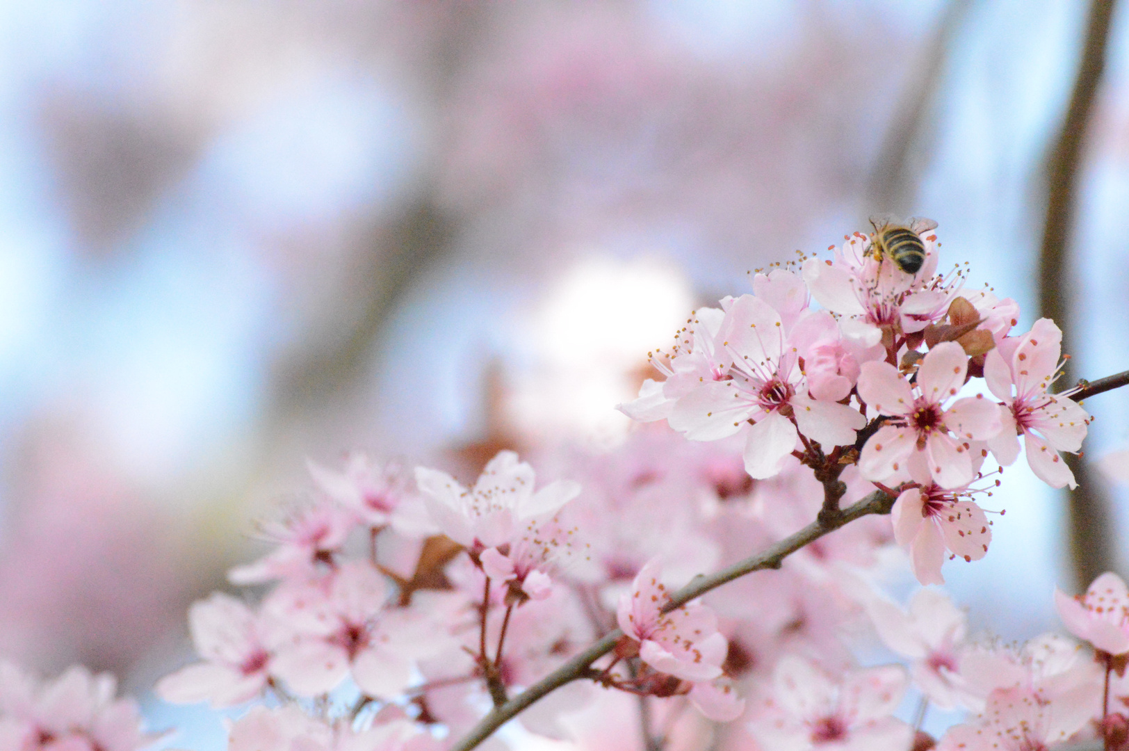 Baum und Biene