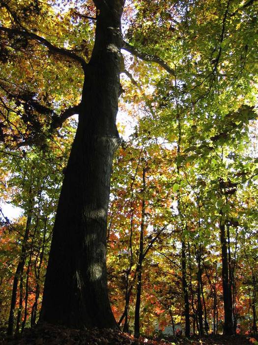 Baum und Blätterwerk