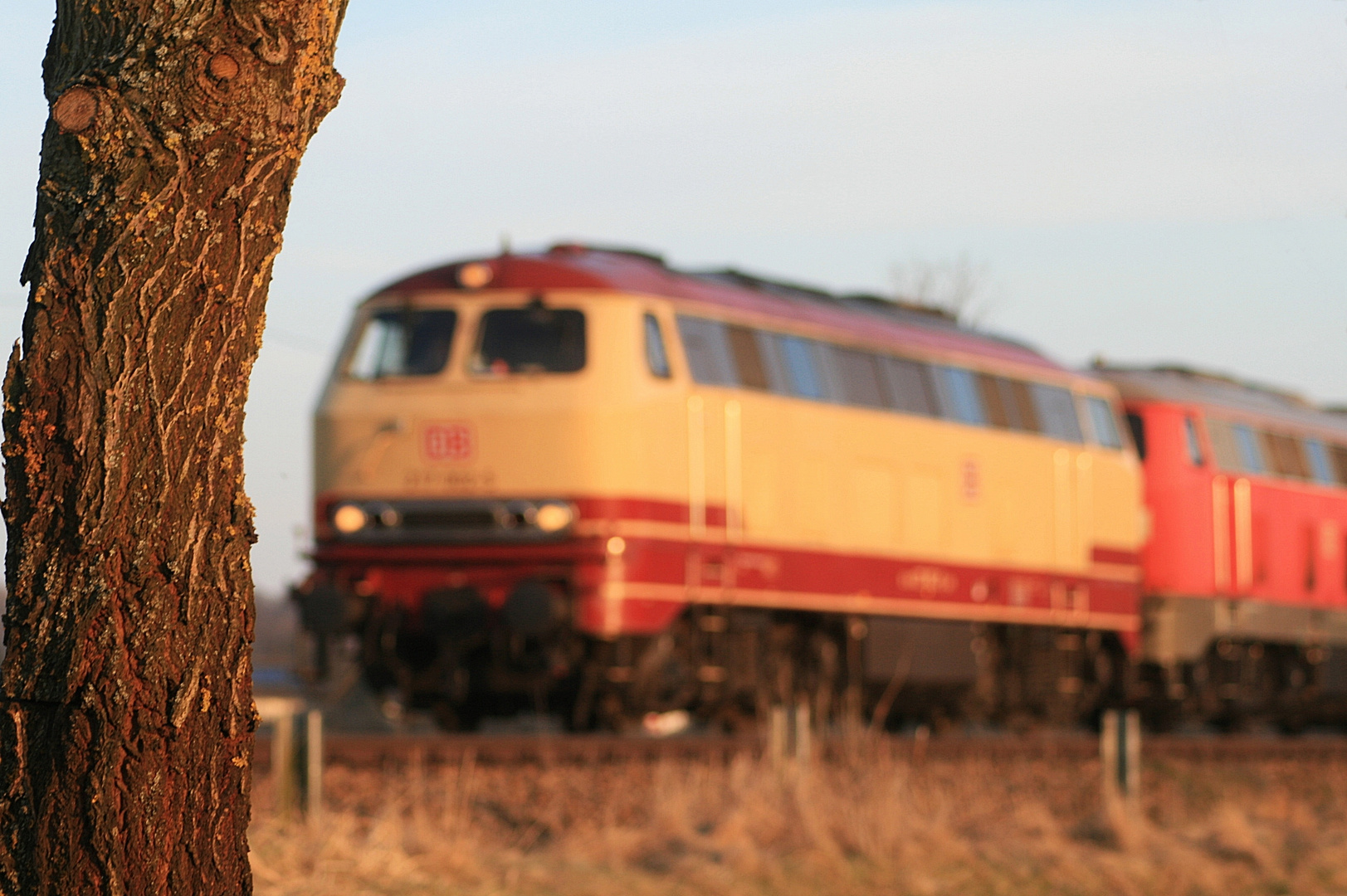 Baum und Blondine