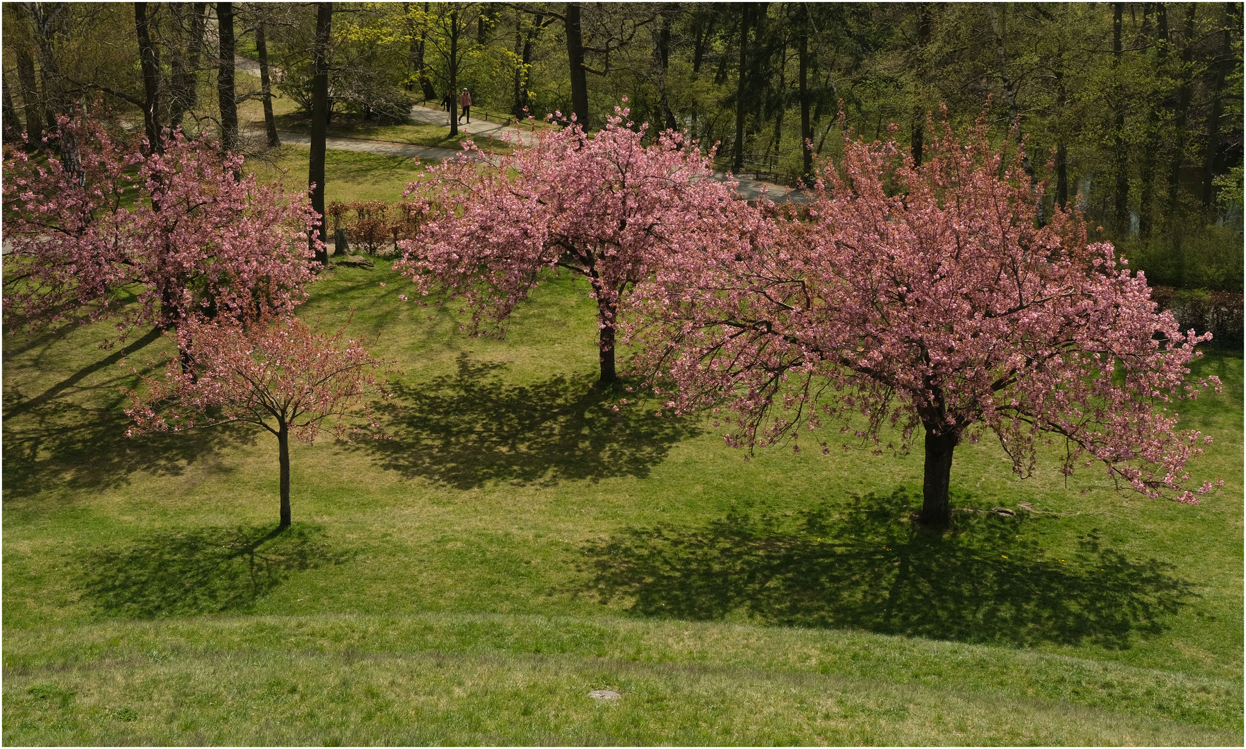 Baum und Blüte