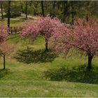 Baum und Blüte