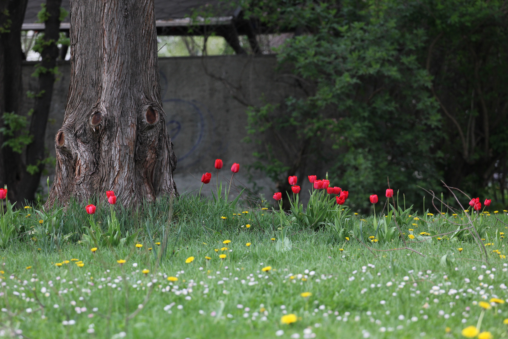 Baum und Blume