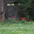 Baum und Blume