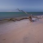 Baum und Brandung