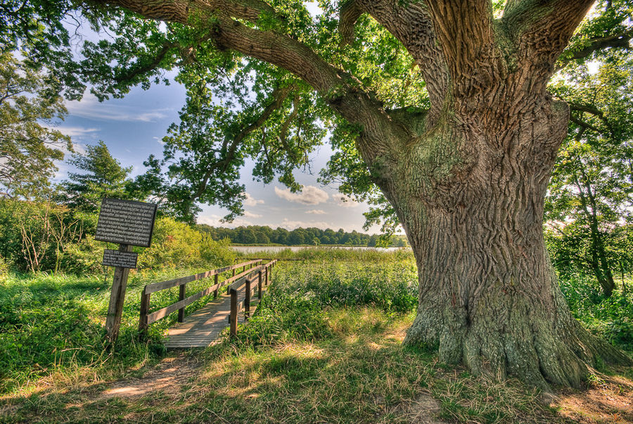 Baum und Brücke