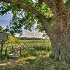 Baum und Brücke