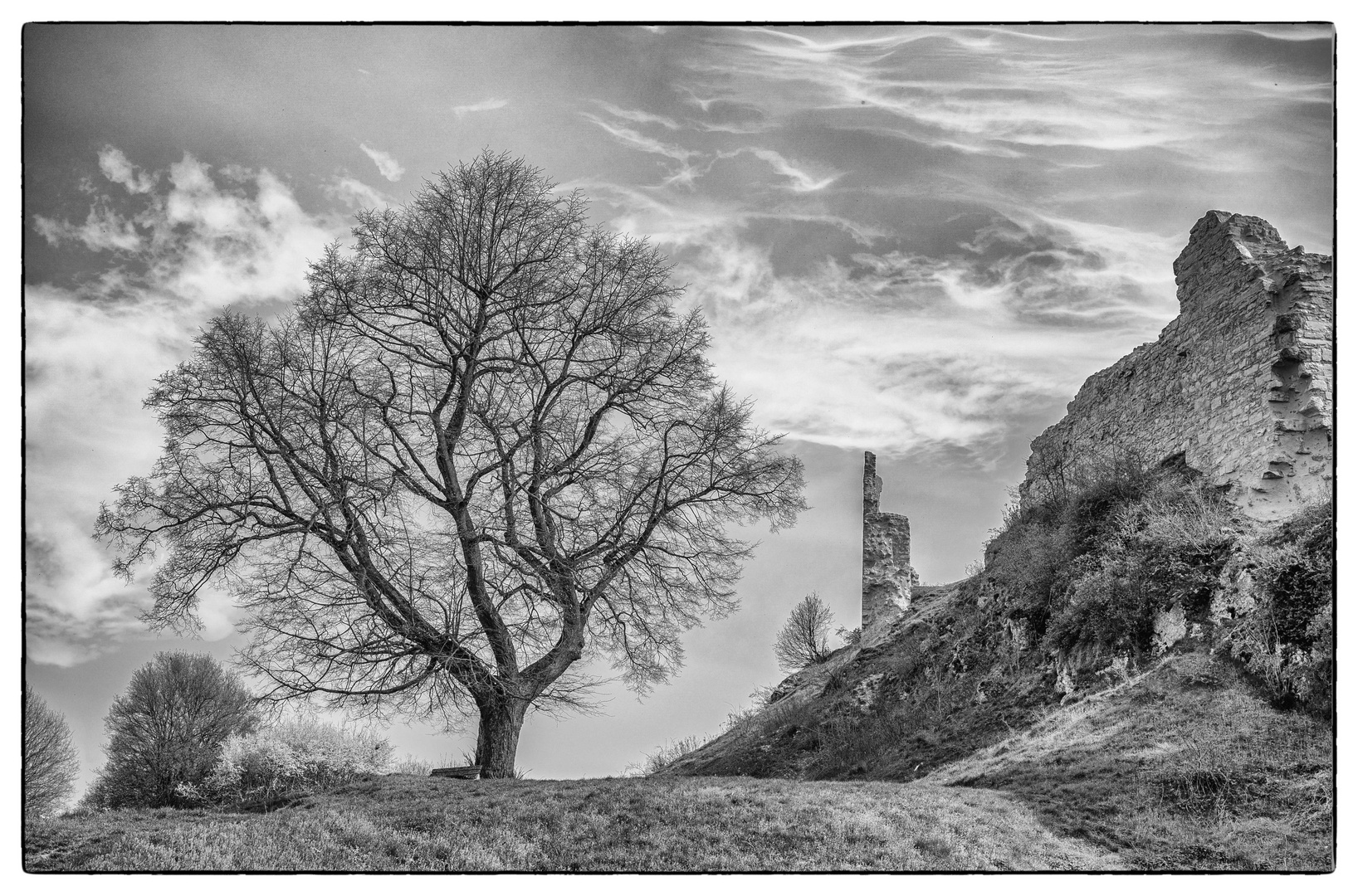 Baum und Burgruine